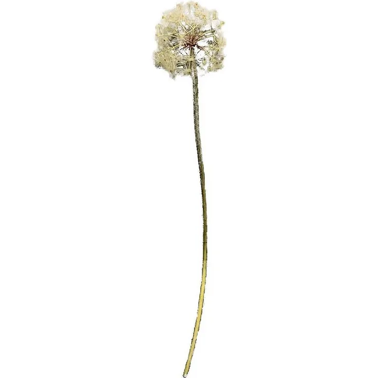 HTI-Living Kunstblume Pusteblume Flora, naturgetreu nachgebildete Dekoblume, Höhe 91 cm