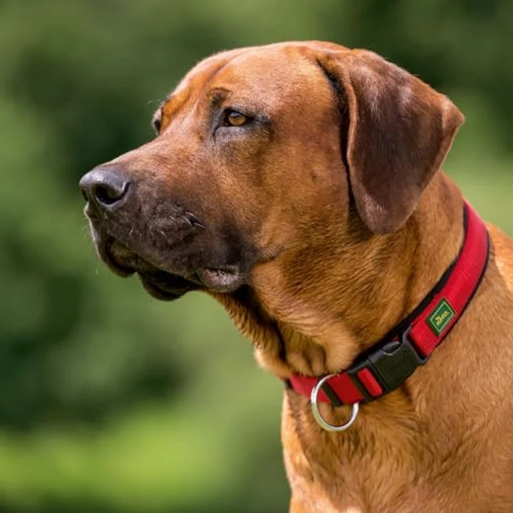 HUNTER Halsung Neopren Vario Plus Lavendel/grau, Größe XS-S/1,5 - Hundehalsband mit integrierter Zugentlastung – Bild 5