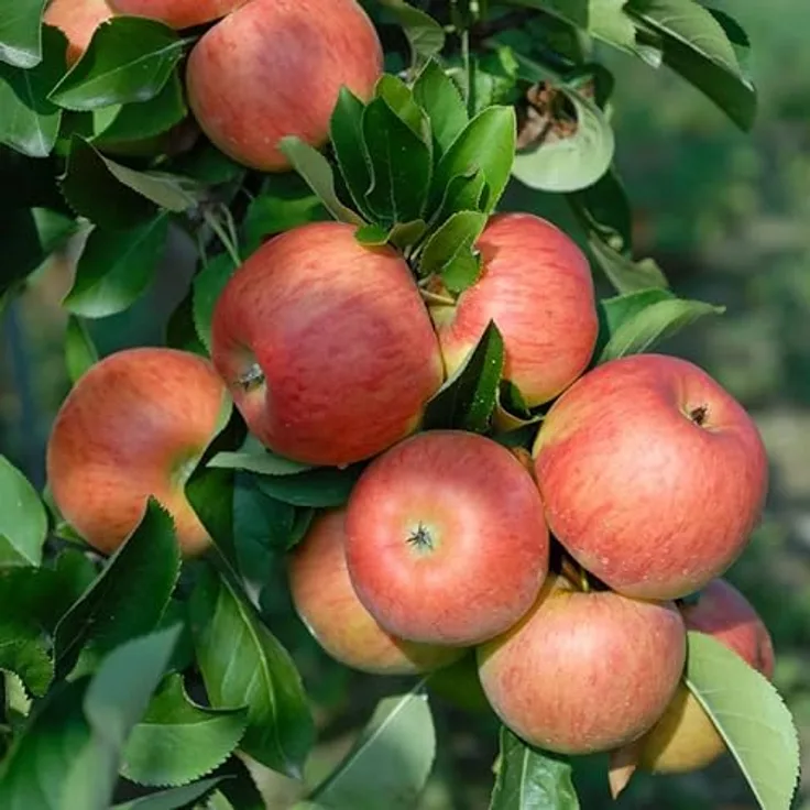 Apfel Topaz Busch, im 10L-Container - Preisvergleich