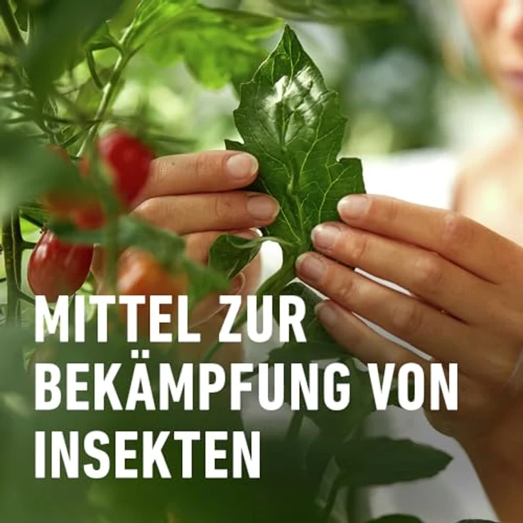 COMPO BIO Insekten-frei Neem 75 ml Bekämpfung von Schädlingen (u.a. Buchsbaumzünsler) an Zierpflanzen, Kartoffeln, Gemüse und Kräutern – Bild 4