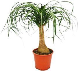 Exotenherz Elefantenfuss Zimmerpflanze