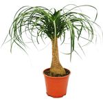 Exotenherz Elefantenfuss Zimmerpflanze, ca. 35cm hoch, robust mit Wasser speichernder Knolle, Topfgröße 14cm