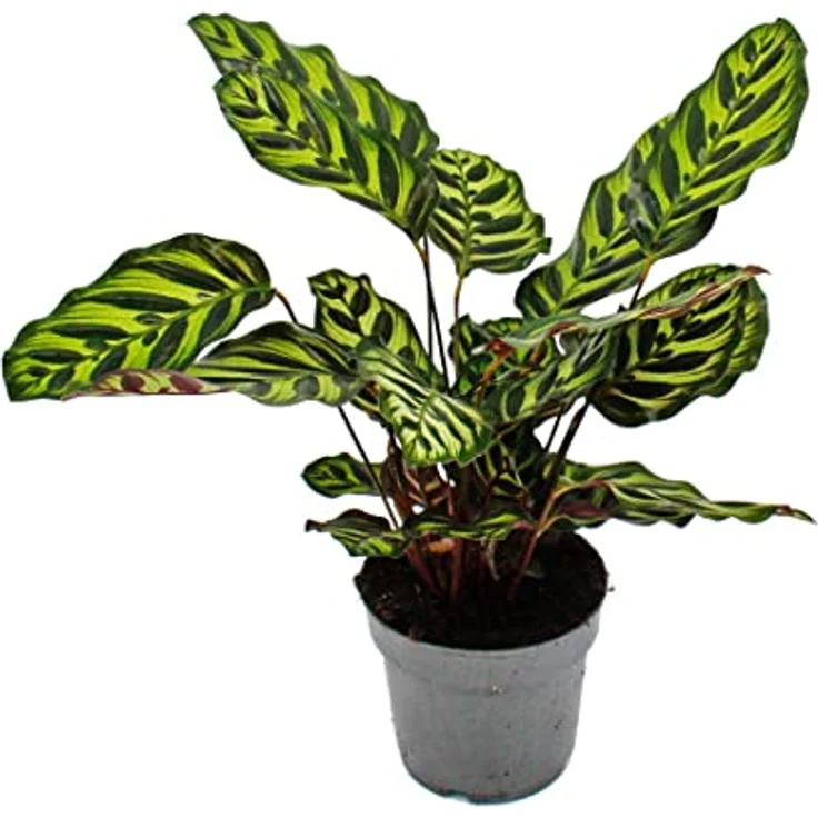 Exotenherz Calathea Makoyana, Schattenpflanze mit besonderem Blattmuster, 14cm Topf, ca. 35-40cm hoch – Bild 3
