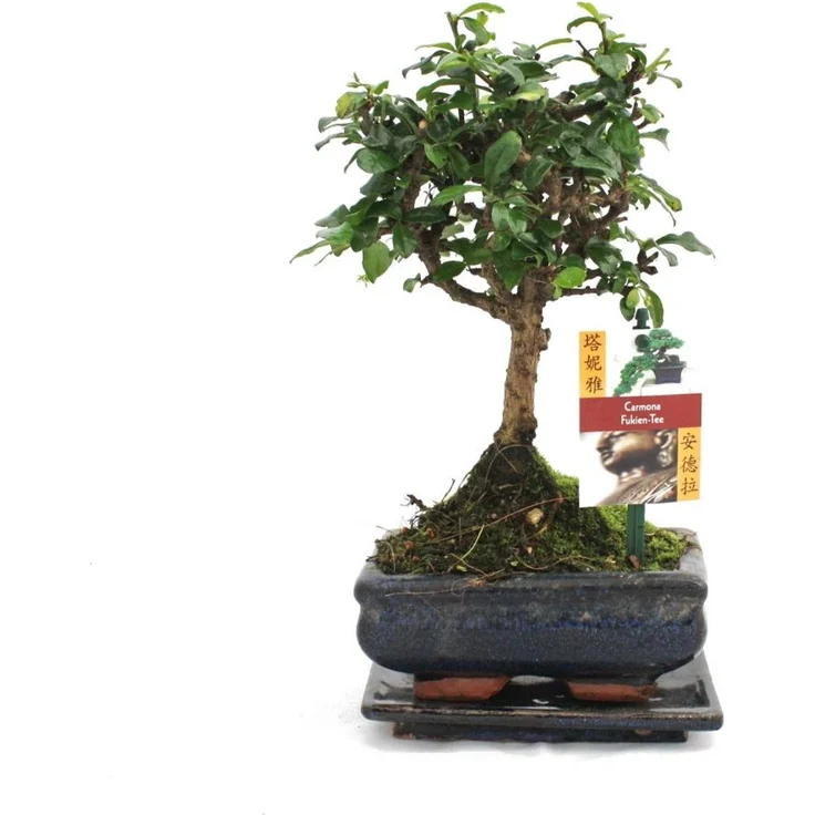 Exotenherz Bonsai Fukientee Carmona Microphylla, ca. 6 Jahre Kugelform, mit passendem Untersetzer und blühenden Sternblüten