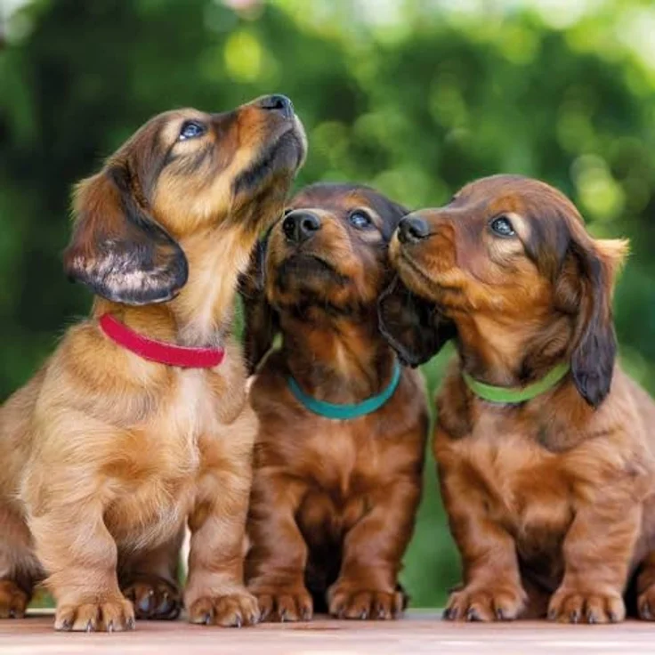 Trixie Welpenhalsbänder 6 Stück M-L (22-35 cm) – Bild 2