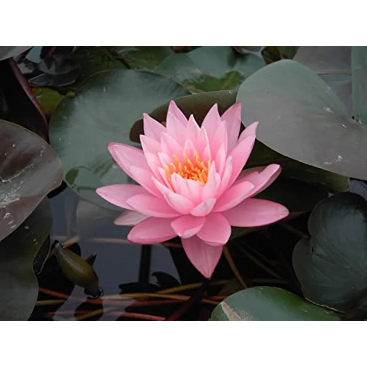 PlantaPro Nymphaea odorata 'Rosennymphe', winterharte Duft-Seerose, 11x11 cm Topf, mehrjährig, pflegeleicht, rosafarbene Blüten für Gartenteich & Wasserbecken