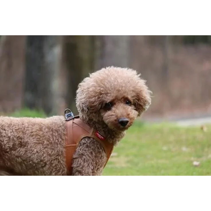 Curli Apple Hundegeschirr aus Leder, Braun/XS - Flexibles Hybrid-Leder, optimierte Passform – Bild 3