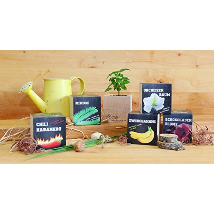 Feel Green Ecocube Orchideenbaum, Anzuchtset für Orchideen mit biologisch abbaubaren Komponenten, nachhaltige Geschenkidee, Made in Austria – Bild 3