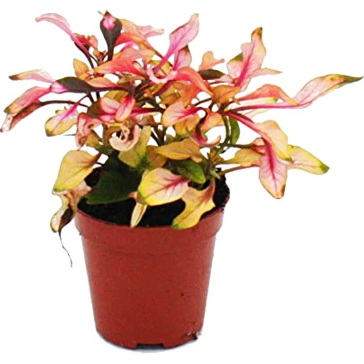 Exotenherz Mini Pflanze Alternanthera Dentata Papageienblatt, 5,5cm Topf, ideal für kleine Schalen und Gläser, dekorative BabyPlant – Bild 2