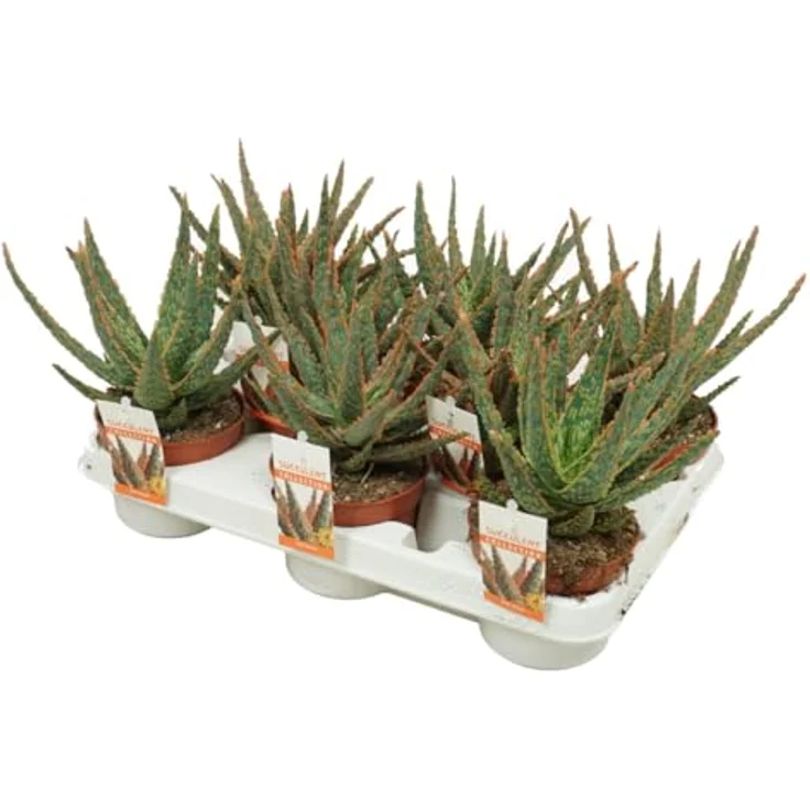 Exotenherz Aloe Zebrina Danyz, Sukkulente Zimmerpflanze mit orange-roten Rändern, 10,5 cm Topf, Höhe ca. 20 cm – Bild 4
