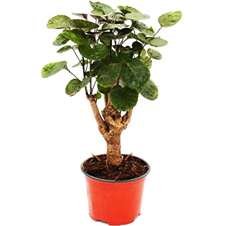 Exotenherz Polyscias Scutellaria Fabian, Pflegeleichte Fiederaralie mit glänzenden Blättern, 12 cm Topf, Höhe 25-30 cm – Bild 2