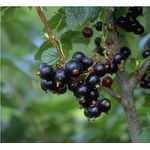 Johannisbeere schwarz Titania Busch, im 3,5L-Container