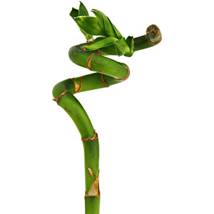 Exotenherz Glücksbambus Lucky Bamboo, spiralförmig, Dracaena Sanderiana, ca. 40 cm hoch, pflegeleichte Zimmerpflanze im Röhrchen – Bild 2