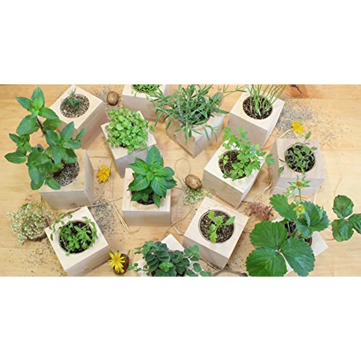 Feel Green Ecocube Schokoladenblume 296251, Nachhaltiges Anzuchtset mit Blüten, die Nach Schokolade duften, 100% Eco Friendly, Pflanzen im Holzwürfel, Made in Austria – Bild 5