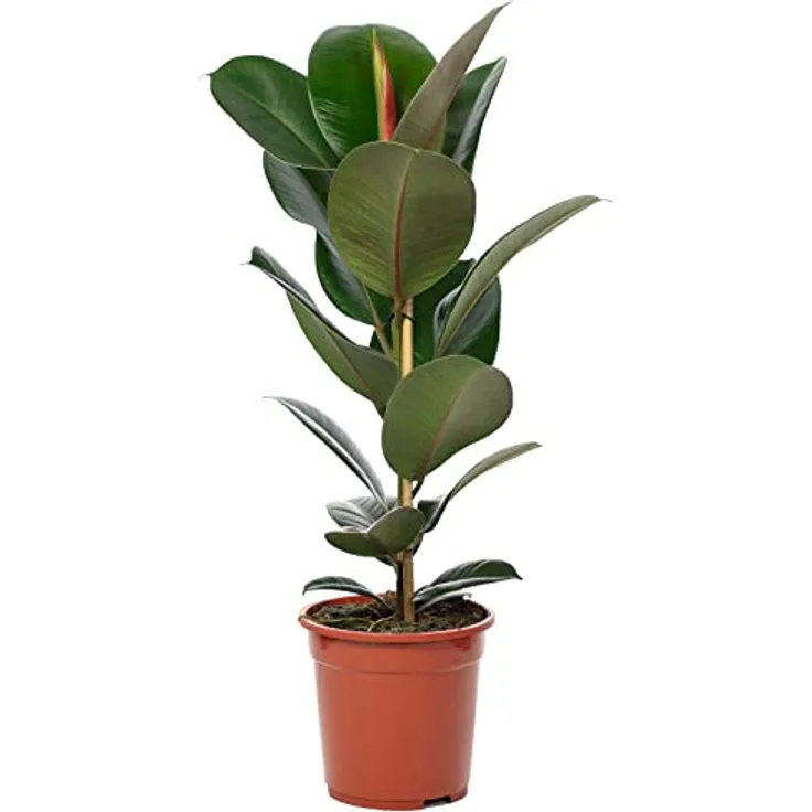 Gummibaum - echte Zimmerpflanze, Ficus elastica 'Robusta' - Höhe ca. 70 cm, Topf-Ø 21 cm