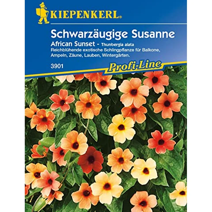 Kiepenkerl Thunbergia alata Schwarzäugige Susanne African Sunset gelb-rot – Bild 2