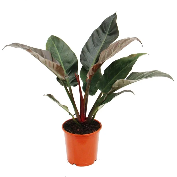 Exotenherz Philodendron Imperial Red, Zimmerpflanze mit rot-farbenen Blättern, 19cm Topf, ca. 50-60cm hoch – Bild 1