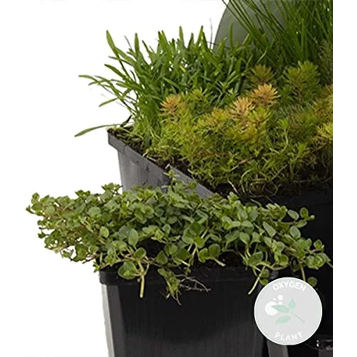 Bloomique 6er Set Sauerstoff Teichpflanzen, Wasserpflanzen für Miniteich, winterhart, Höhe 15-25 cm, Topf 9 cm, Zone 5 – Bild 2