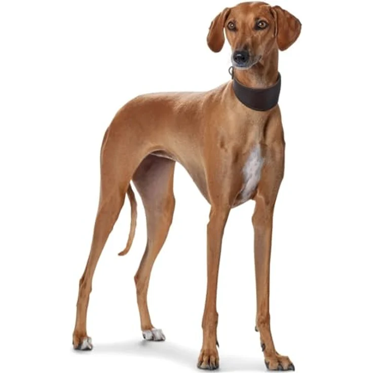 Hunter Windhund-Halsband Super Soft schwarz M – Bild 4