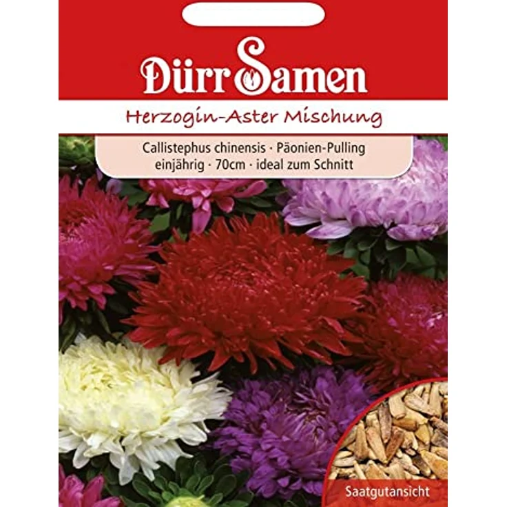 DÜRR-SAMEN Dürr-samen - Herzoginaster Mischung | Herzoginasternsamen  – Bild 2