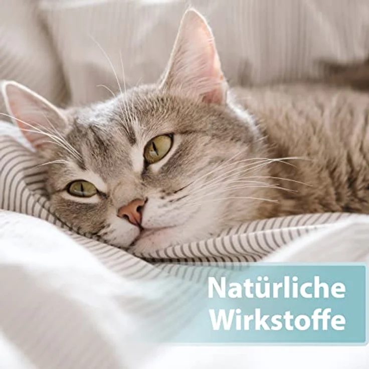 Felisept Hautpflegespray für Katzen, 250ml, regeneriert und pflegt bei Juckreiz und Hautreizungen, von Tierärzten empfohlen – Bild 5