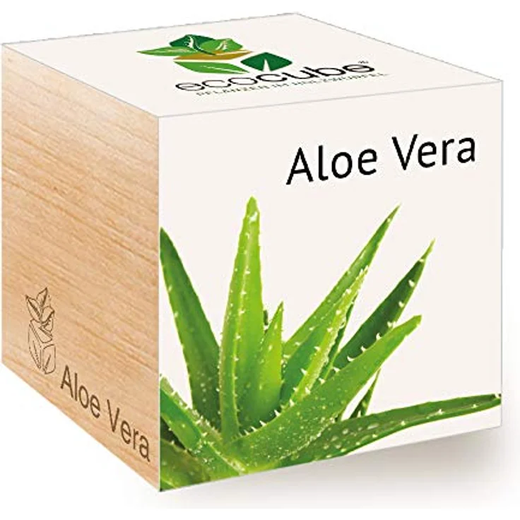 Feel Green Ecocube Aloe Vera Anzuchtset im Holzwürfel, Grow Your Own, Made in Austria – Bild 1