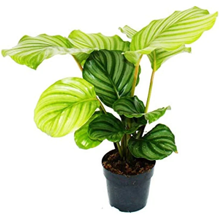 Exotenherz Calathea Orbifolia, Schattenpflanze im Zebralook, 12cm Topf, ca. 40cm hoch, pflegeleicht für halbschattige Standorte – Bild 1