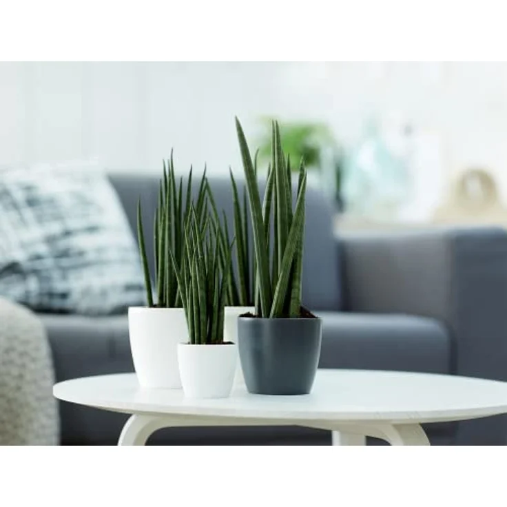 elho Brussels Rund Mini 10.5 - Blumentopf für Innen - Ø 11.0 x H 9.7 cm - Schwarz/Anthrazit – Bild 5