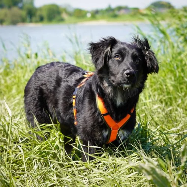 AnnyX Hunde-Geschirr Brustgeschirr Fun - gepolstert - superbequem, Nylon - bequemer Einstieg, alle Größen - pink – Bild 2