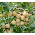 Mirabelle Bellamira Busch, im 10L-Container, saftig gut steinlösend