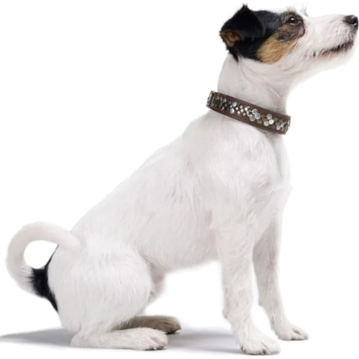 Hunter Tierbedarf Hunde-Halsband Arizona Up, Rindsleder mit luxuriöser Nietenverzierung, braun, Made in Germany – Bild 3