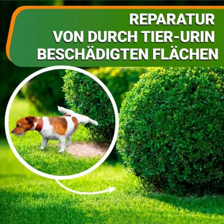 OraGarden Ummantelte Rasenpellets Regenerationsrasen für Schnellkeimenden - Rasensamen für Robusten und Widerstandsfähigen Rasen Plus (1.4 kg) - Hochwertige Rasensorten aus Deutschland, mit Saatgutveredelung und natürlichen Zusatzstoffen – Bild 3