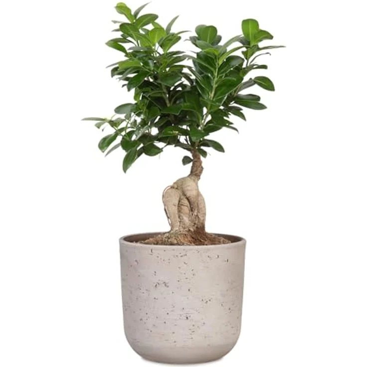 Scheurich La Natura, Blumentopf aus Keramik, Basalto, 17,6 cm Durchmesser, 16 cm hoch, 3,1 l Volumen, nachhaltig produziert mit 22 % Recyclinganteil – Bild 5