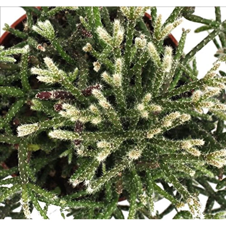 Exotenherz Rhipsalis Pilocarpa, Korallenkaktus im 12cm Topf, hängende Triebe, ca. 4-5 Jahre alt – Bild 2