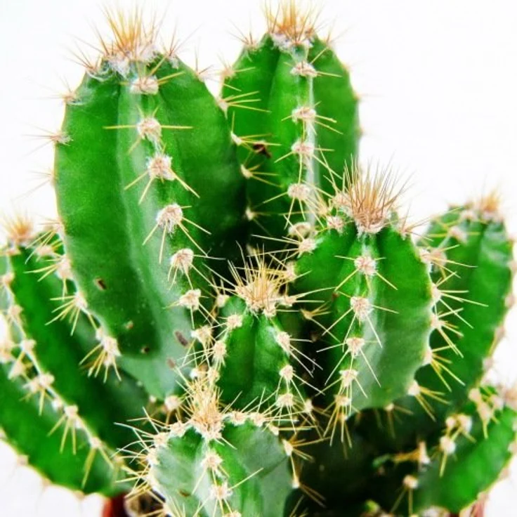 Exotenherz Cereus Floridianus Grünfinger, Kaktus im 5,5cm Topf mit vielen Einzeltrieben, ca. 8-10cm hoch – Bild 3