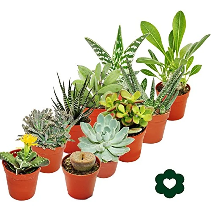 Exotenherz Set mit 10 verschiedenen Sukkulenten, 5,5 cm Töpfe, ideal für Sammler – Bild 2