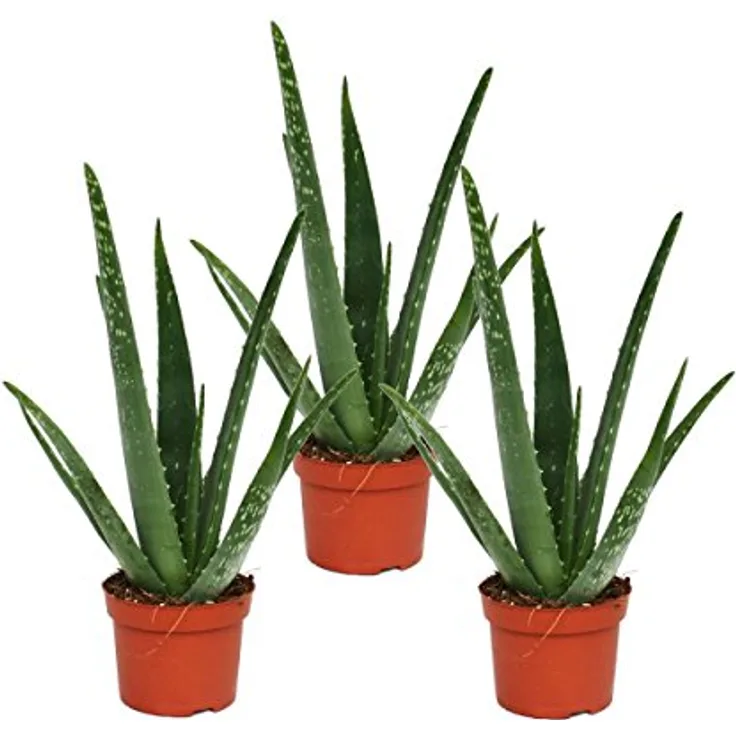 Exotenherz Aloe Vera 3er Set, Echte Aloe, ca. 2 Jahre alt, 10,5cm Topf, Höhe ca. 30-35cm