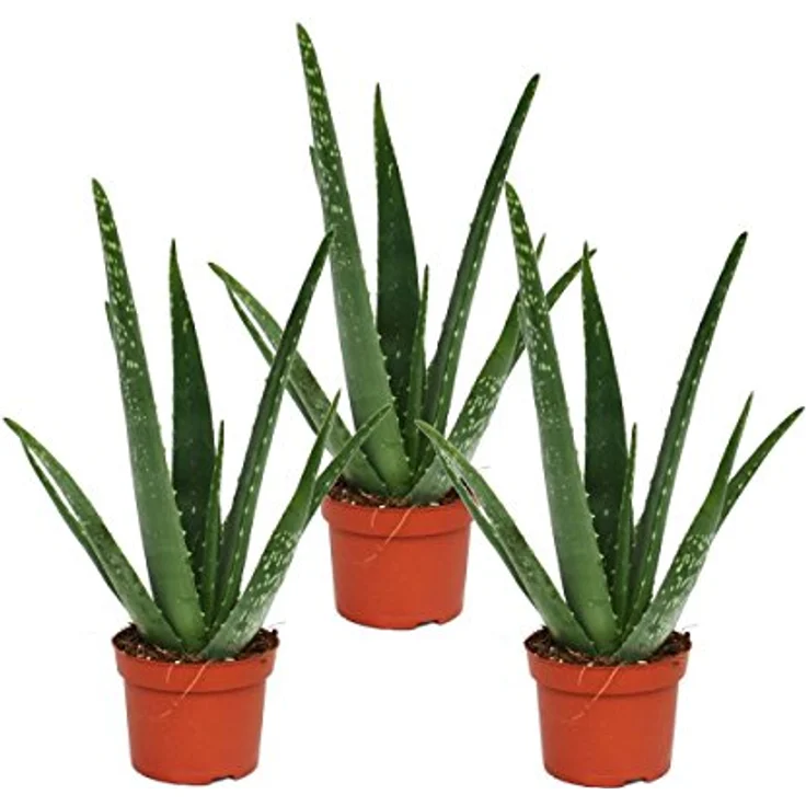 Exotenherz Aloe Vera 3er Set, Echte Aloe, ca. 2 Jahre alt, 10,5cm Topf, Höhe ca. 30-35cm – Bild 1