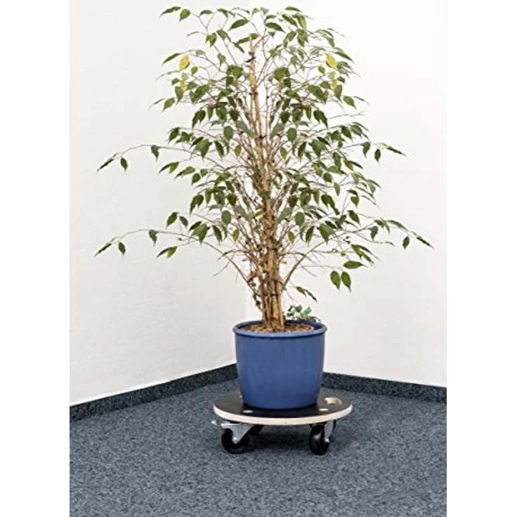 Metafranc Pflanzenroller Ø 380 mm - 200 kg Tragkraft - Siebdruckplatte - PA-Räder - Feststeller - Wasserabweisend-Möbelroller-Untersetzer mit Rollen-Transporthilfe für Pflanzen - 822040 – Bild 6
