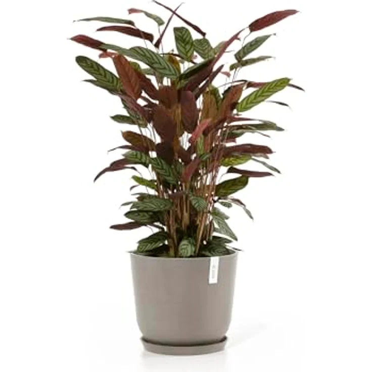 Ecopots Decolines 35 cm Ø Taupe Kunststoff-Blumentöpfe | Wetterfeste Blumentöpfe für Balkon und Terrasse – Bild 7