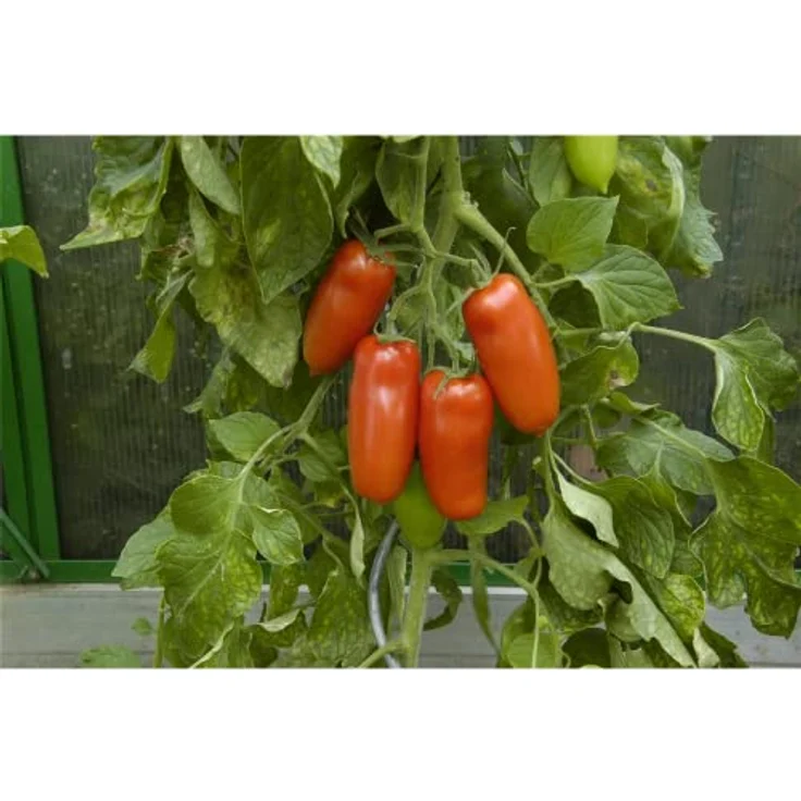 Kiepenkerl Tomate San Marzano 2 – Bild 9