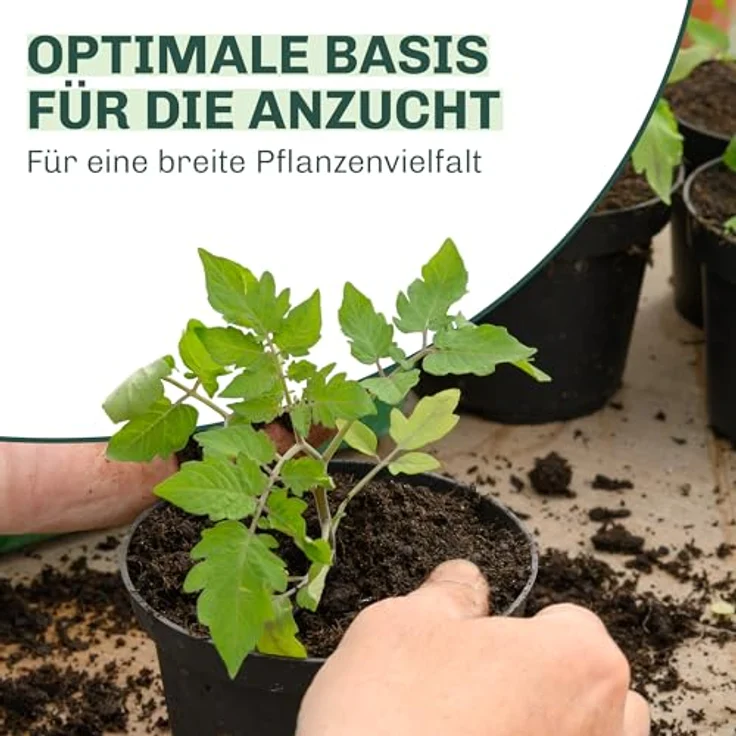 Blumixx Stauden Alchemilla sericata Gold Strike - Frauenmantel – Bild 8