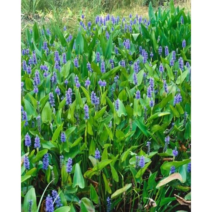 PlantaPro Pontederia cordata, Winterhart & Pflegeleicht, Wasserpflanze mit blauen bis violetten Blüten für Teichrand & Flachwasser, 9x9 cm Topf – Bild 4