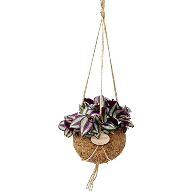Exotenherz Kokodama Tradescantia Zebrina, Hängende Dreimasterblume im handgefertigten Kokosgefäß, ca. 15cm – Bild 1