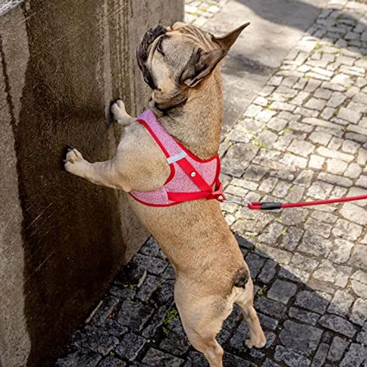 Curli Vest Harness Merino, ergonomisches Hundegeschirr mit 87 % Merinowolle, rot, Größe S – Bild 5