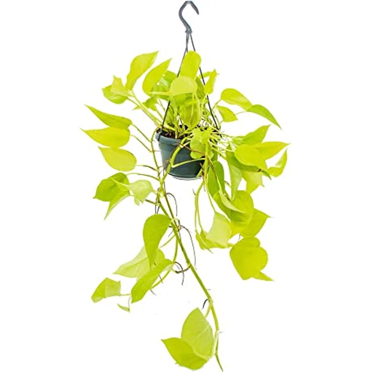 Exotenherz Efeutute Golden Pothos, Leuchtende Zimmerpflanze im 14cm Ampeltopf mit goldgrünen Blättern – Bild 2