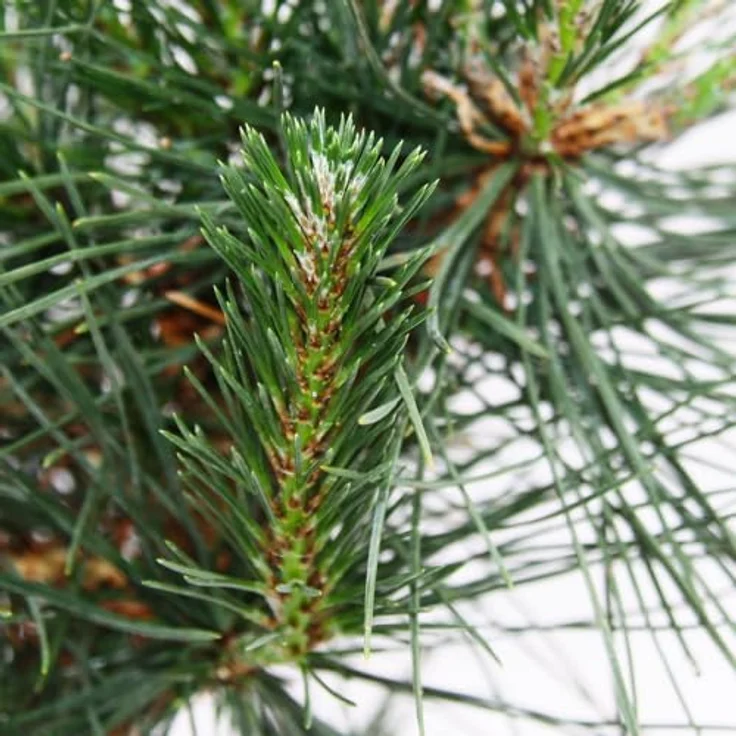 Exotenherz Bonsai Pinus Thunbergii, Japanische Schwarzkiefer ca. 19 Jahre, knorriger Stamm, Höhe ca. 45 cm, frostfest – Bild 4