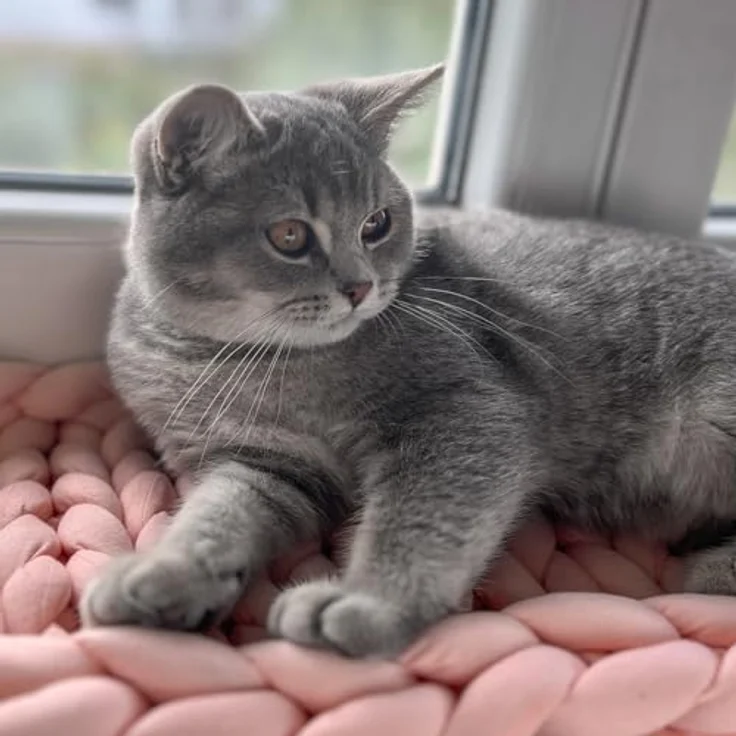 Aumüller Fensterbankliege für Katzen - Katzenbett aus Grobstrick - Rosa, gemütlicher Ruheplatz mit erhöhtem Rand - Preisvergleich – Bild 4