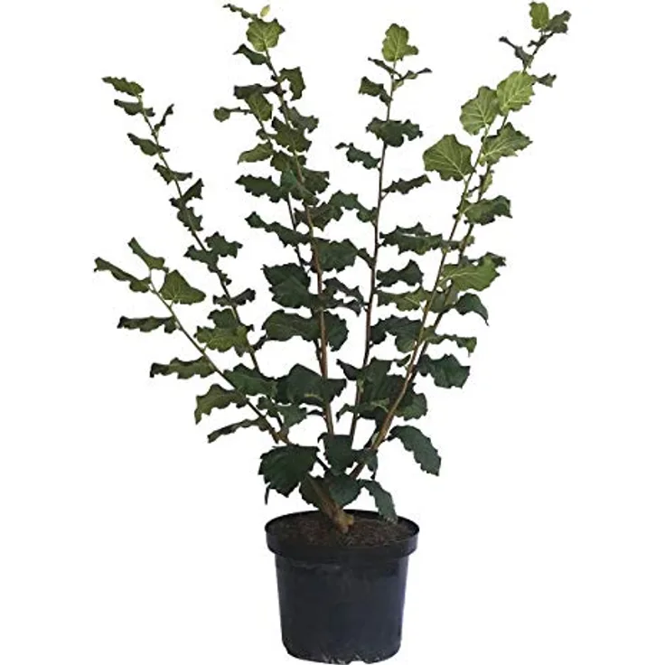 Haselnuss Hallesche Riesen, 7,5L-Container