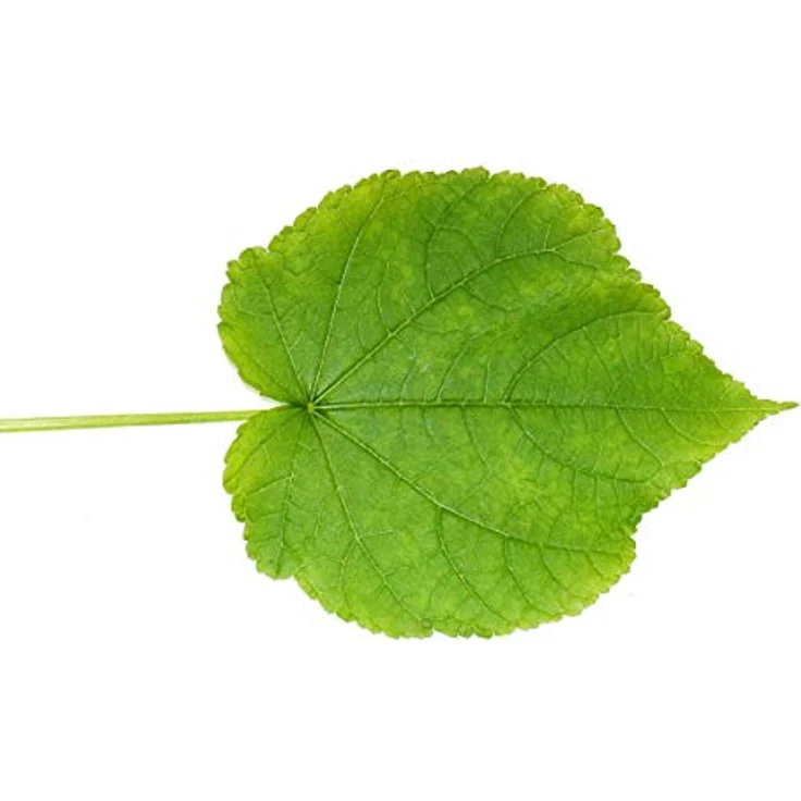 Exotenherz Zimmerlinde Sparmannia Africana, 17cm Topf, immergrün mit weißer Blüte, Höhe 40-50cm – Bild 2